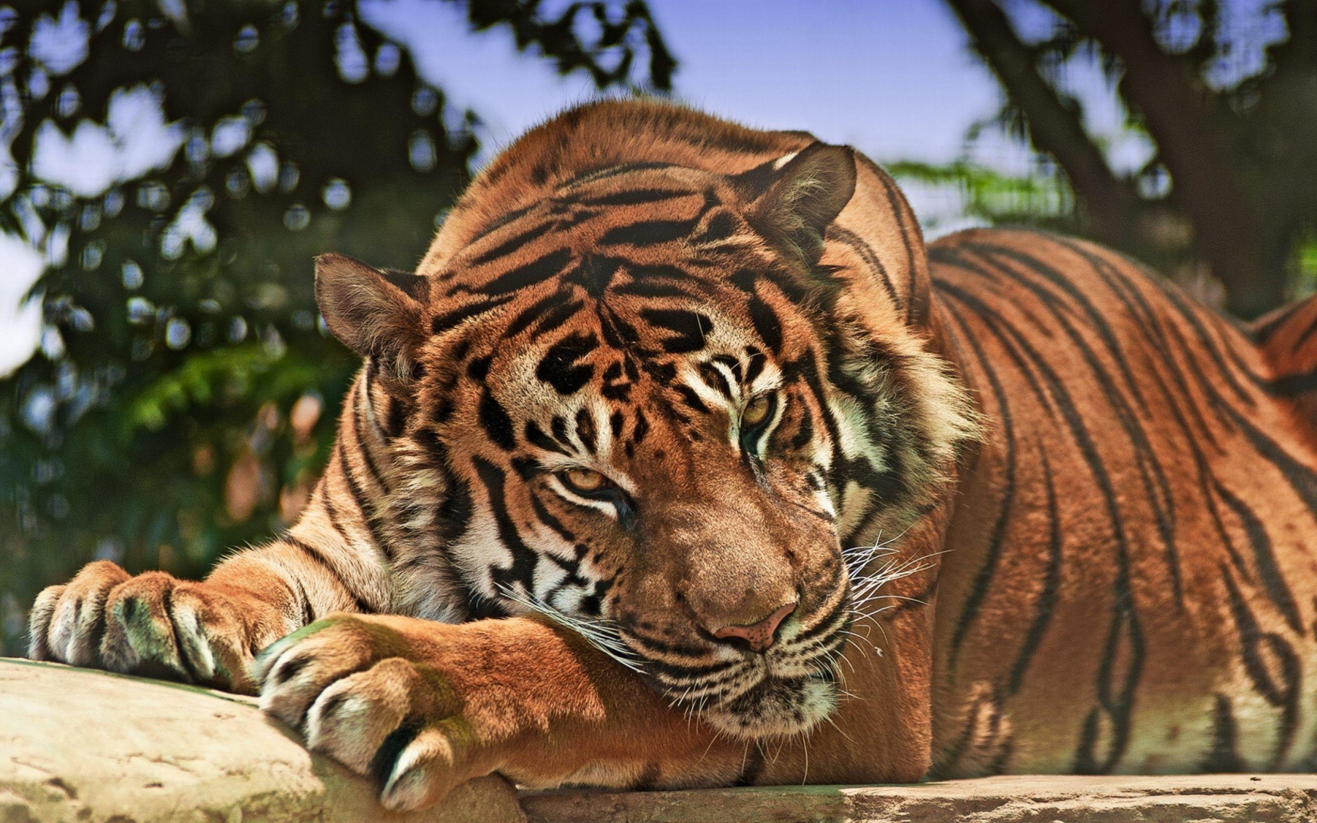 Tiger Wallpaper In HD