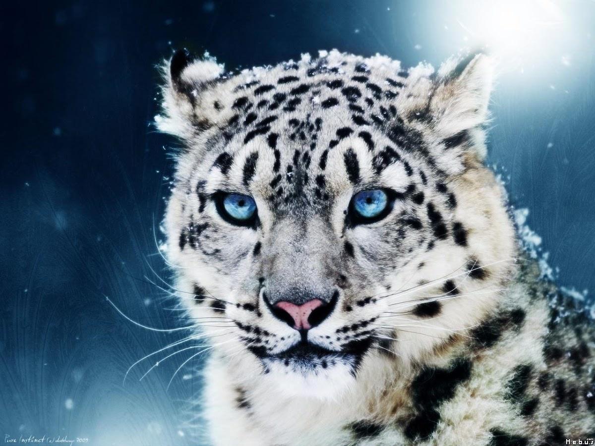 White Tiger Wallpaper HD for (Android) Free Download on MoboMarket