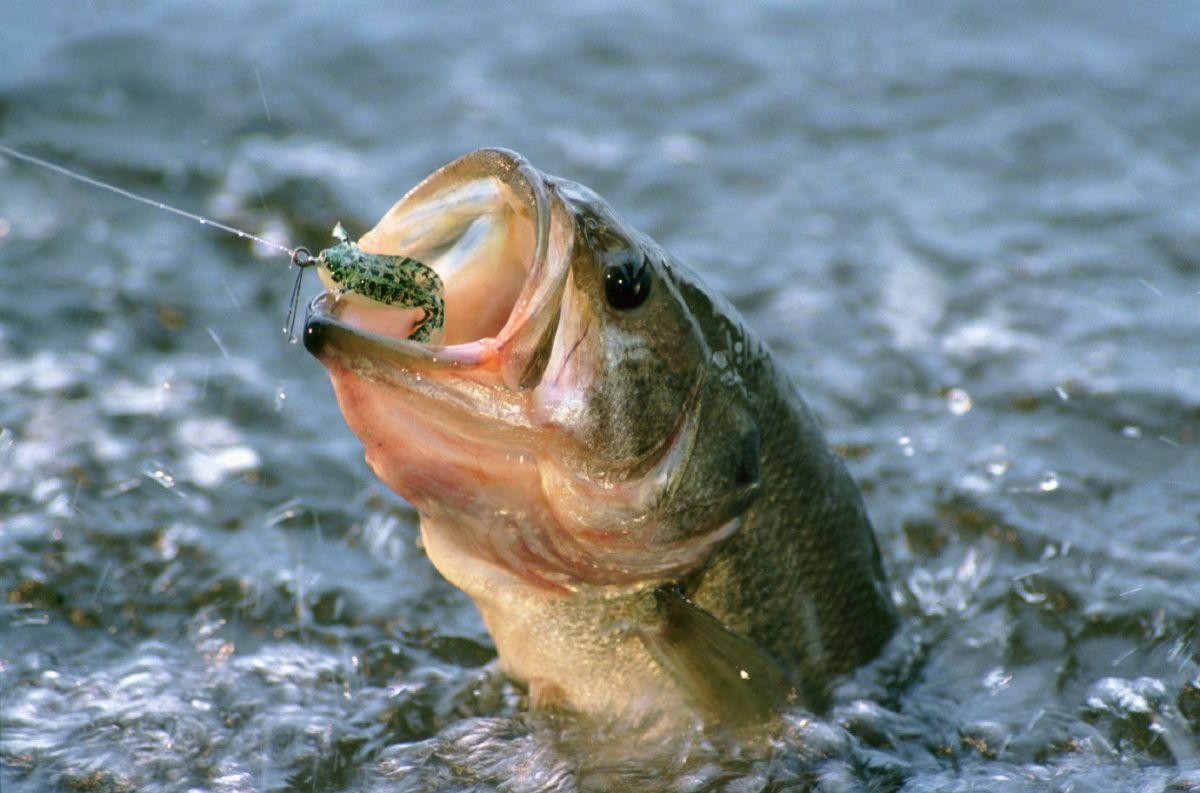 LargeMouth Bass America's Favorite Game Fish