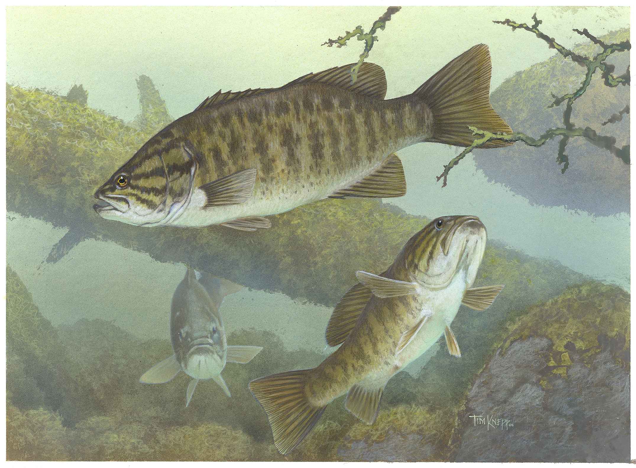 Bass fishes free image, public domain image