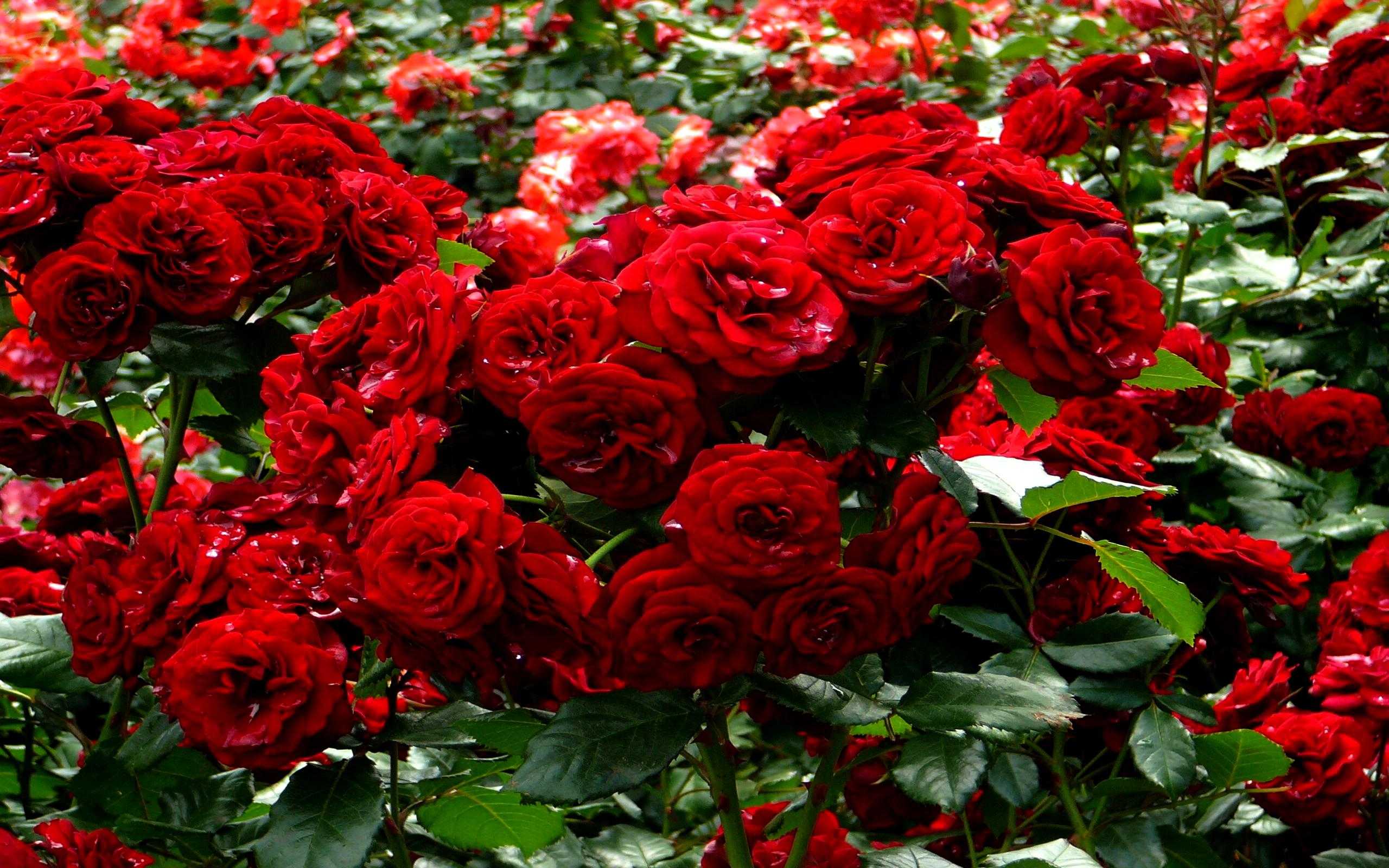 Widescreen Of Rose Flower Garden Red Wallpaper HD Mobile