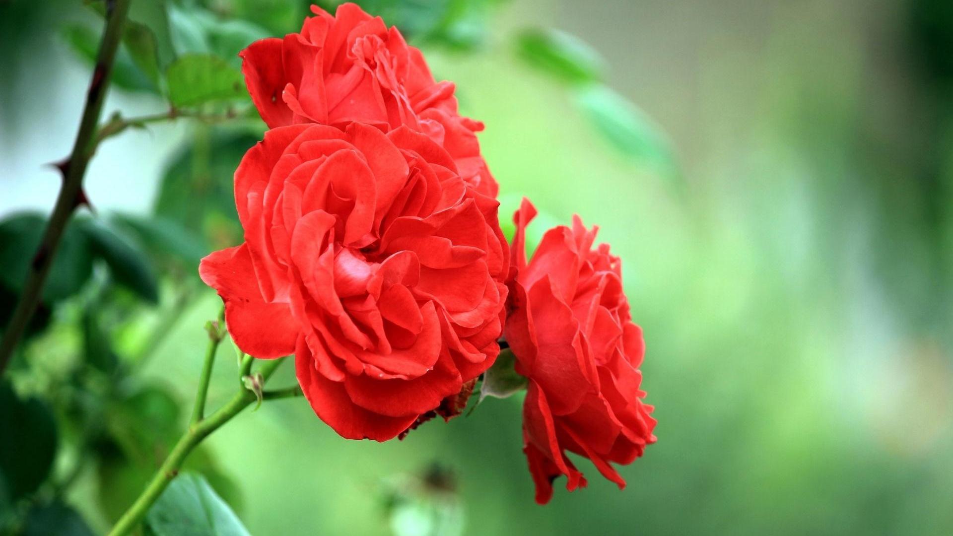 Red Rose Flower Garden