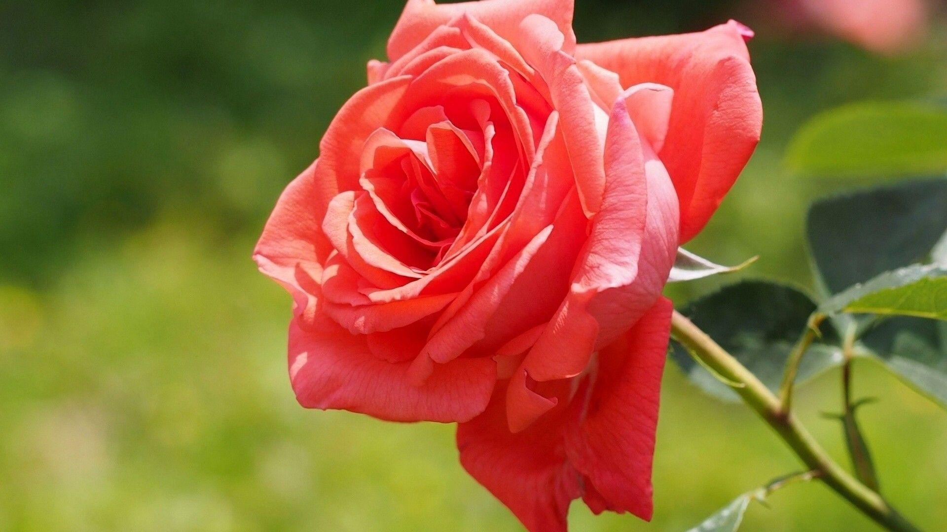 Full HD Of Knumathise Red Rose Flower Garden Wallpaper Very