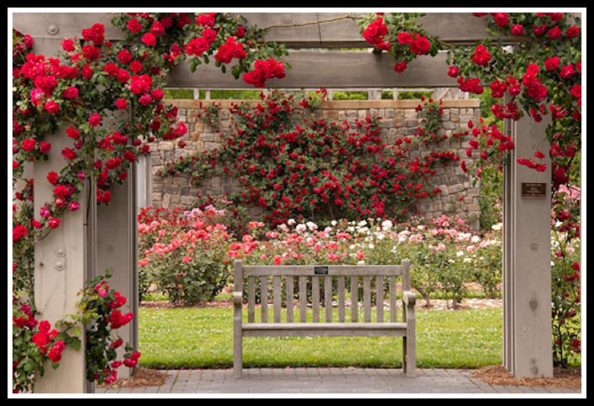 Fascinating Cliserpudo Rose Garden Wallpaper Pics For Red Flower