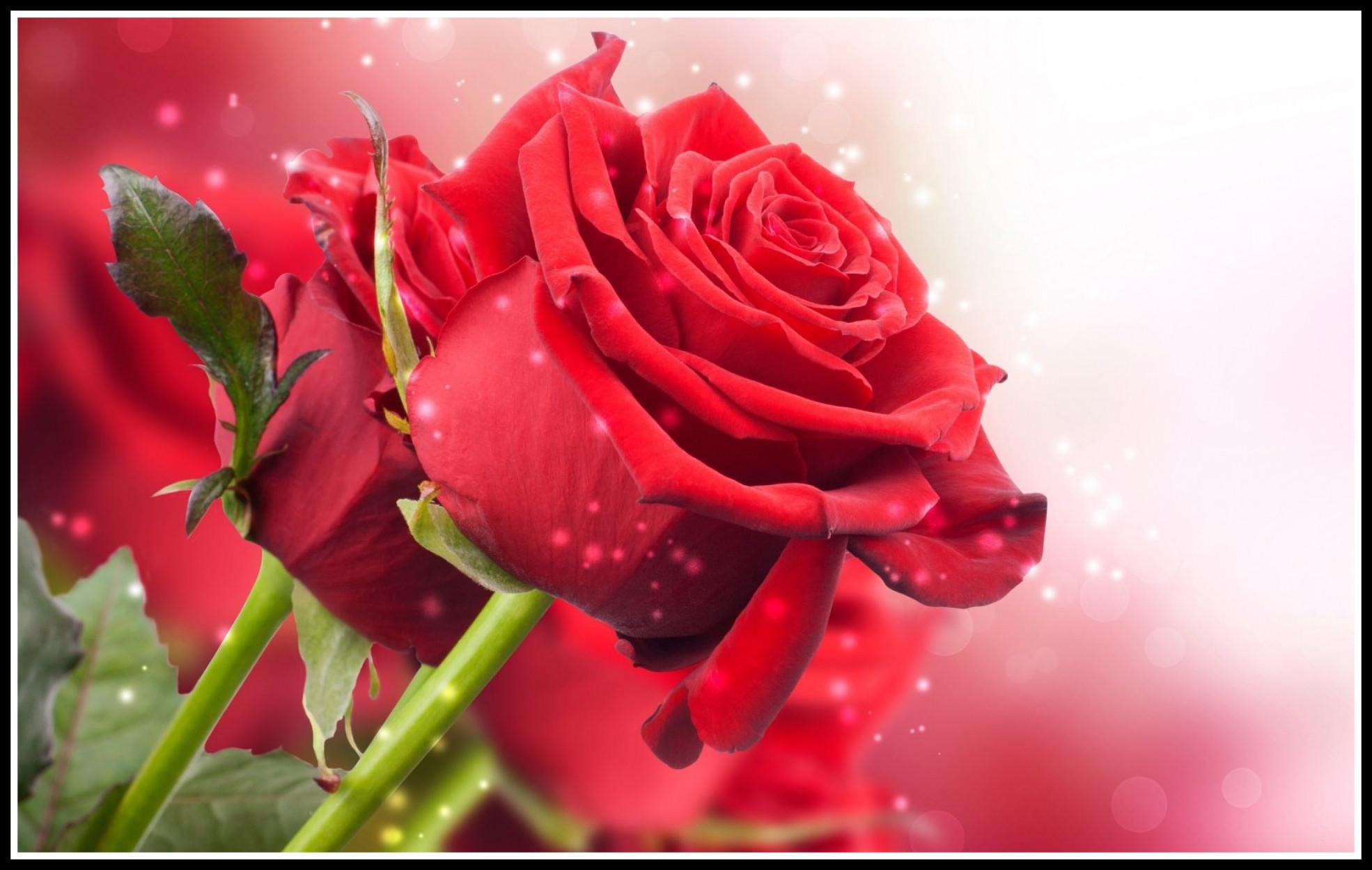 Appealing Hoontoidly Rose Flower Garden Wallpaper Pic Of Red Ideas