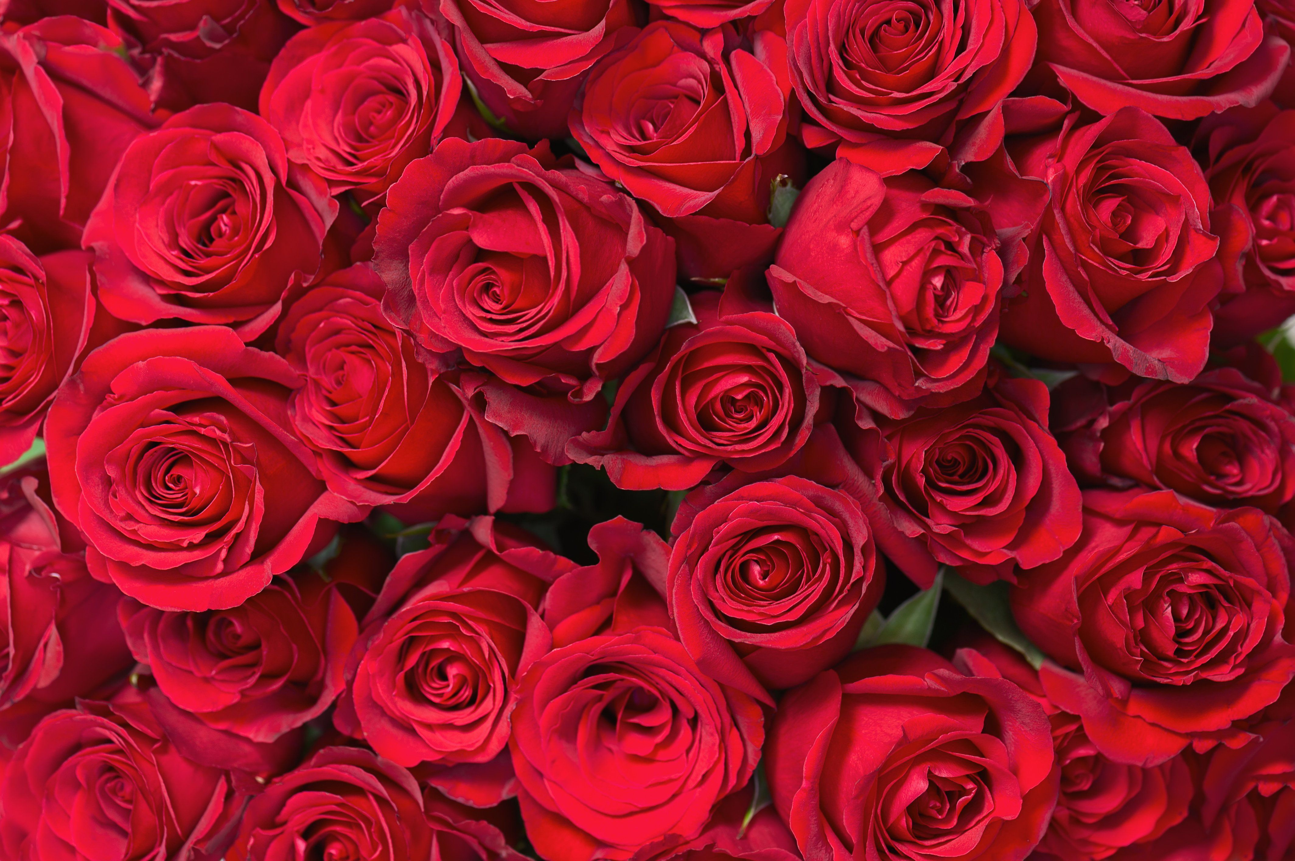 Widescreen heart flowers rose valentine roses high resolution mood