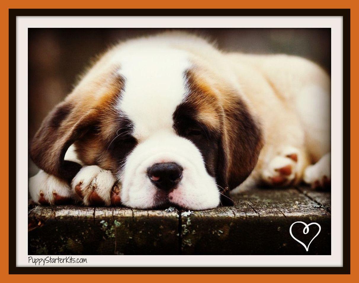 Cute Saint Bernard Puppies Wallpaper Dog Wallpaper