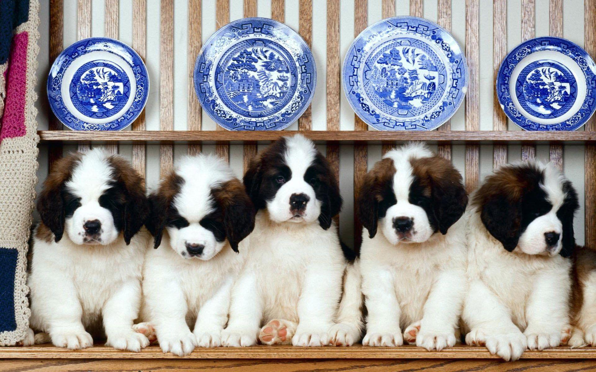 Adorable Saint Bernard Puppies