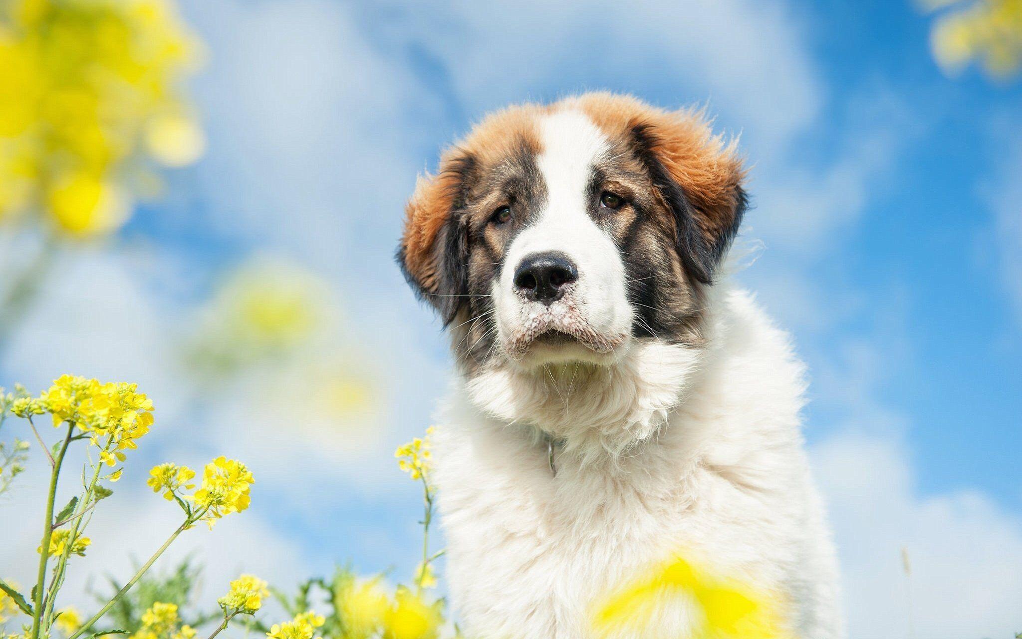 St Bernard dog dog rape flowers sky baby puppy wallpaperx1280