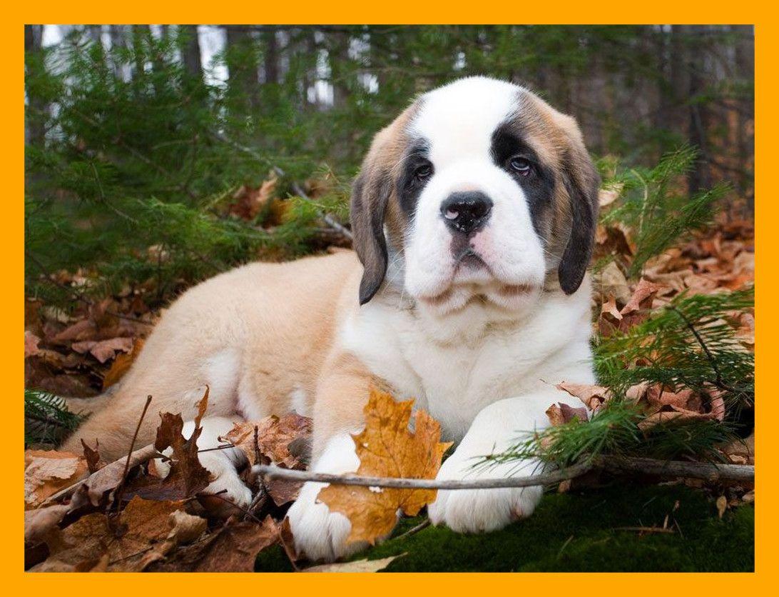 Stunning Most Saint Bernard Puppy And Picture For Cute Puppies