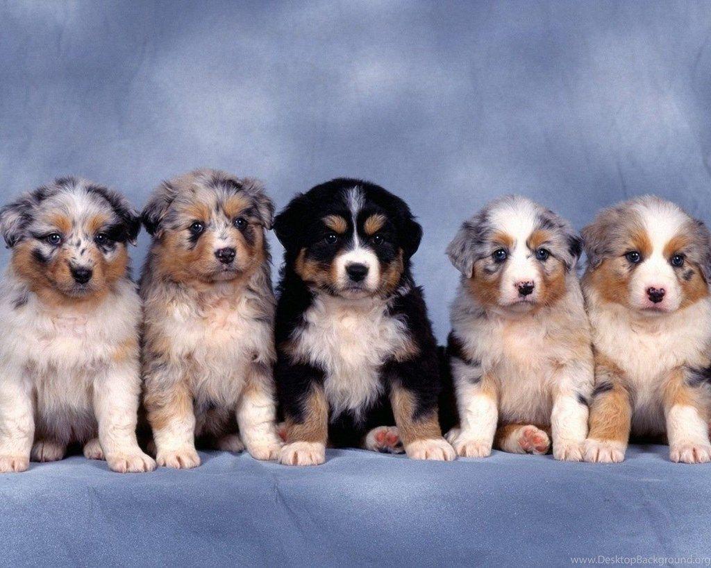 Free Download HD Saint Bernard Puppies Wallpaper Desktop Background