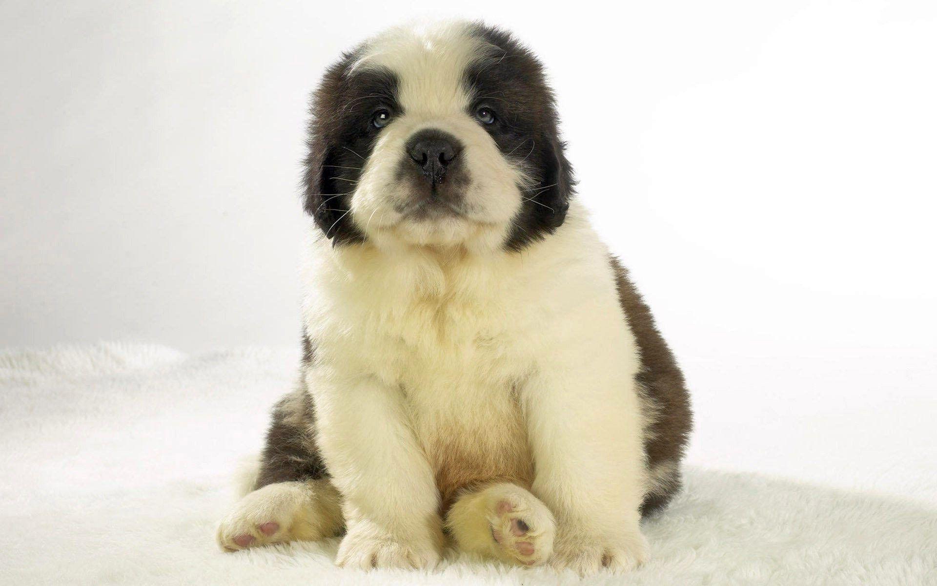 Fluffy Saint Bernard Puppy