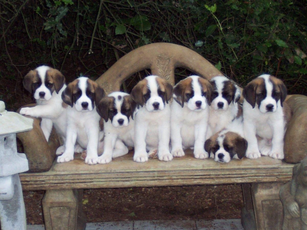 Adorable Saint Bernard Puppies. For more cute puppies, check out our