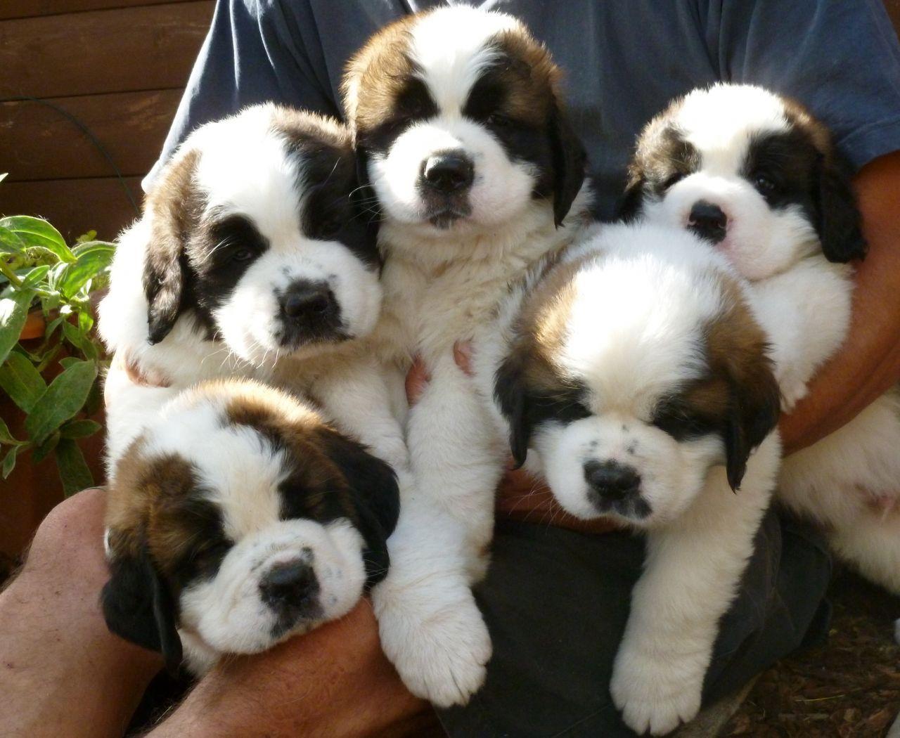 St. Bernard Puppies..adorable!!!. Puppy Paws. St