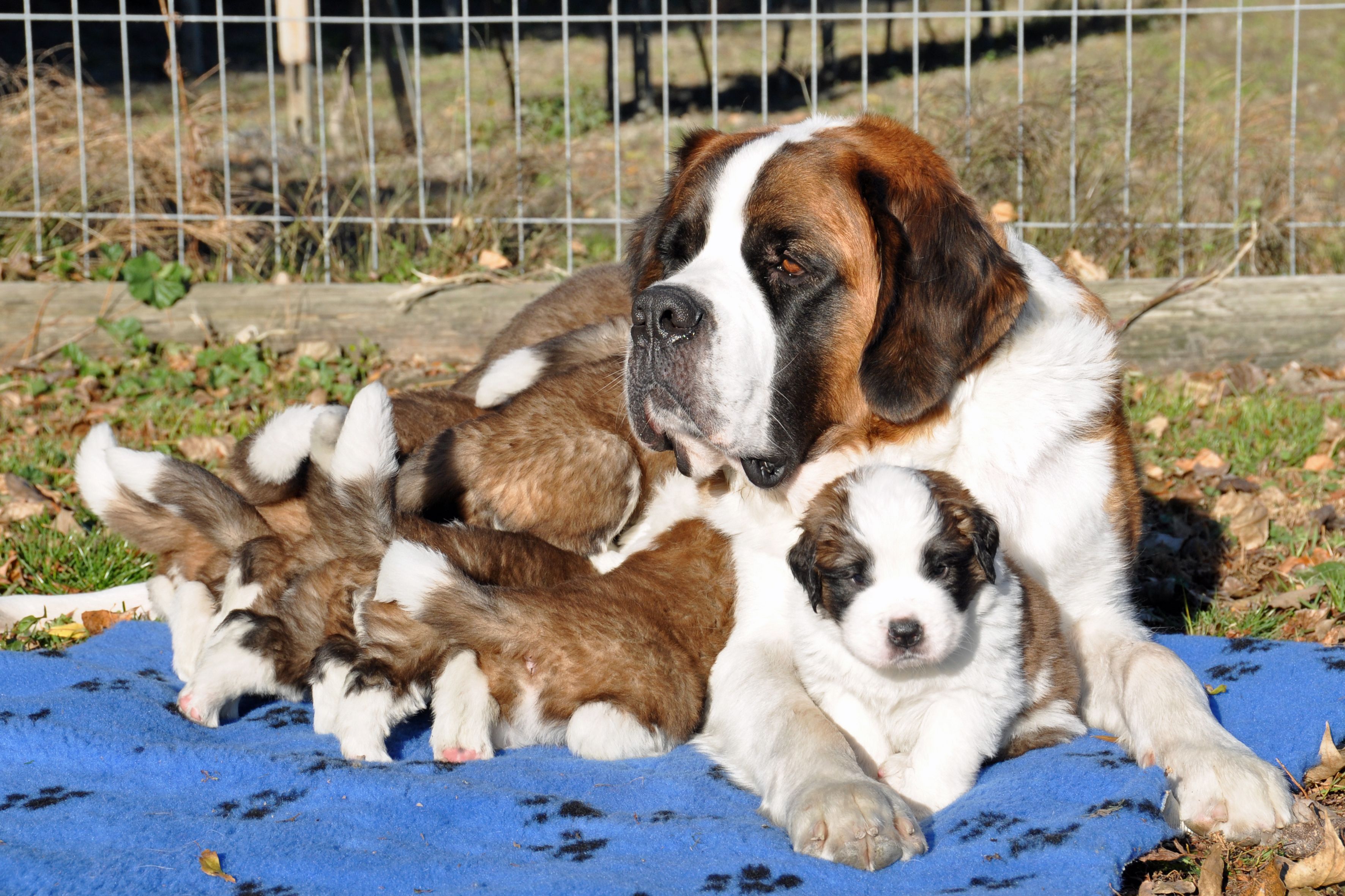 St. Bernard puppies with mom wallpaper and image