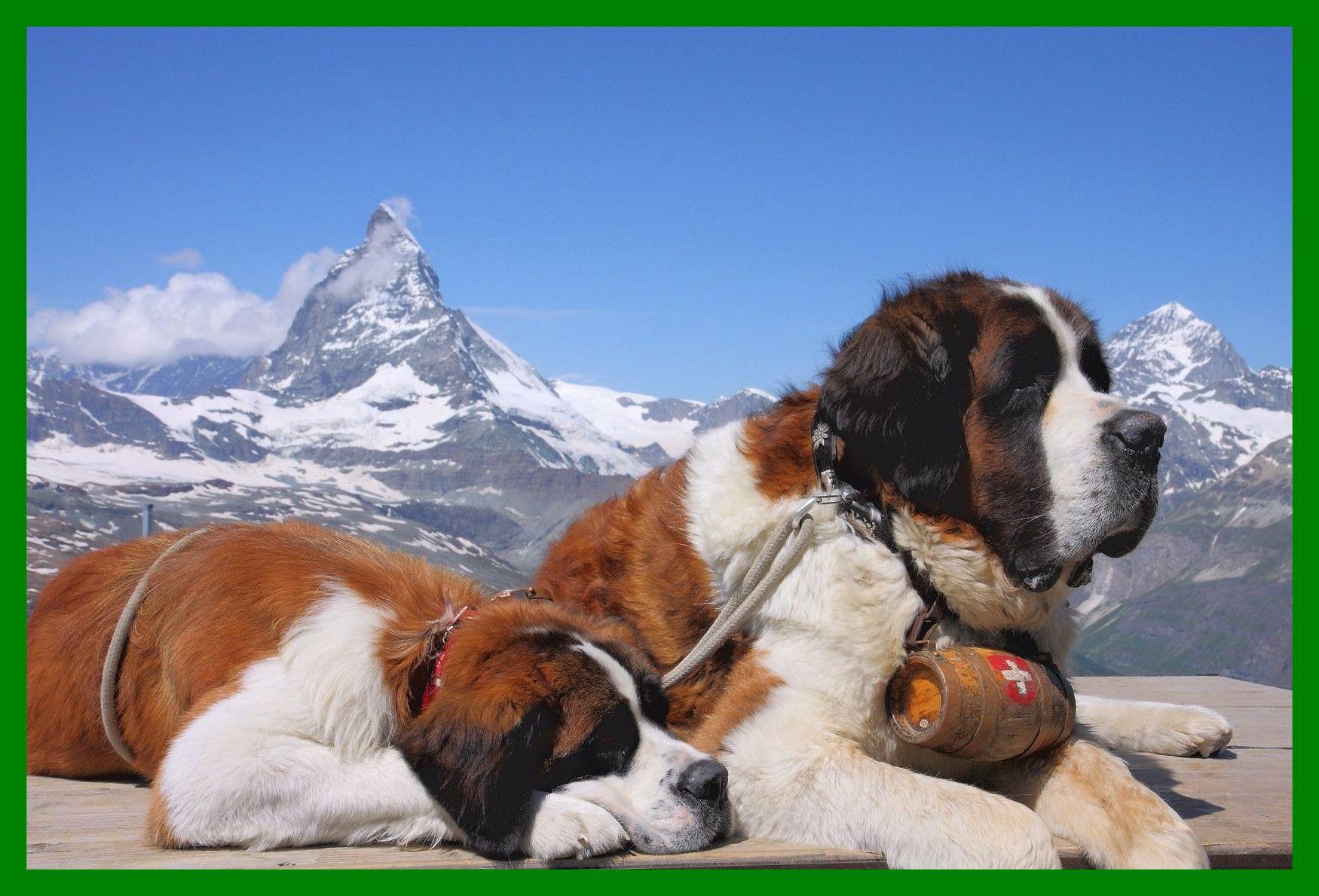 Incredible Adorable Saint Bernard Puppies For More Cute Check Out