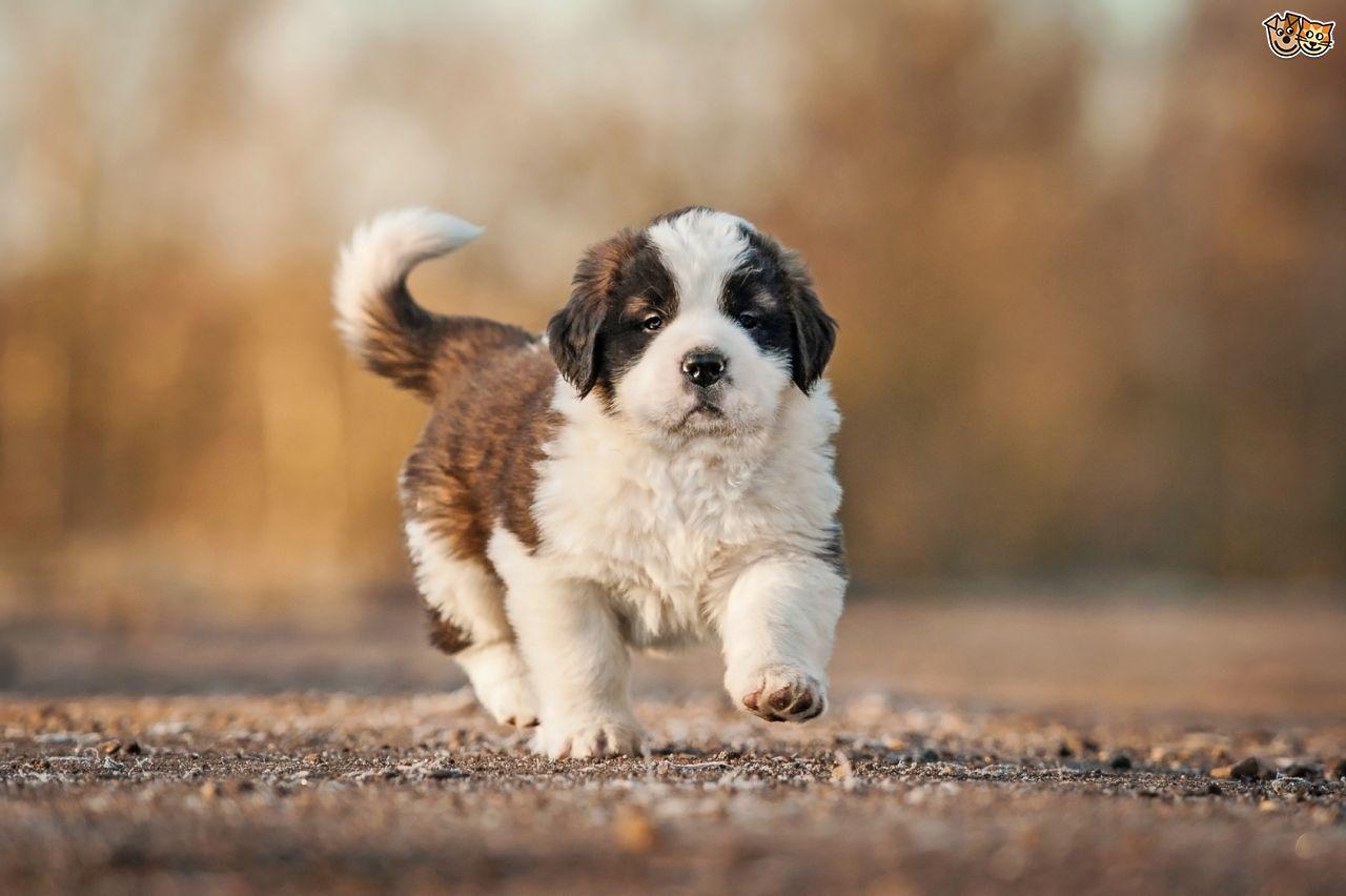 Saint Bernard Dog Breed Information, Buying Advice, Photo and Facts