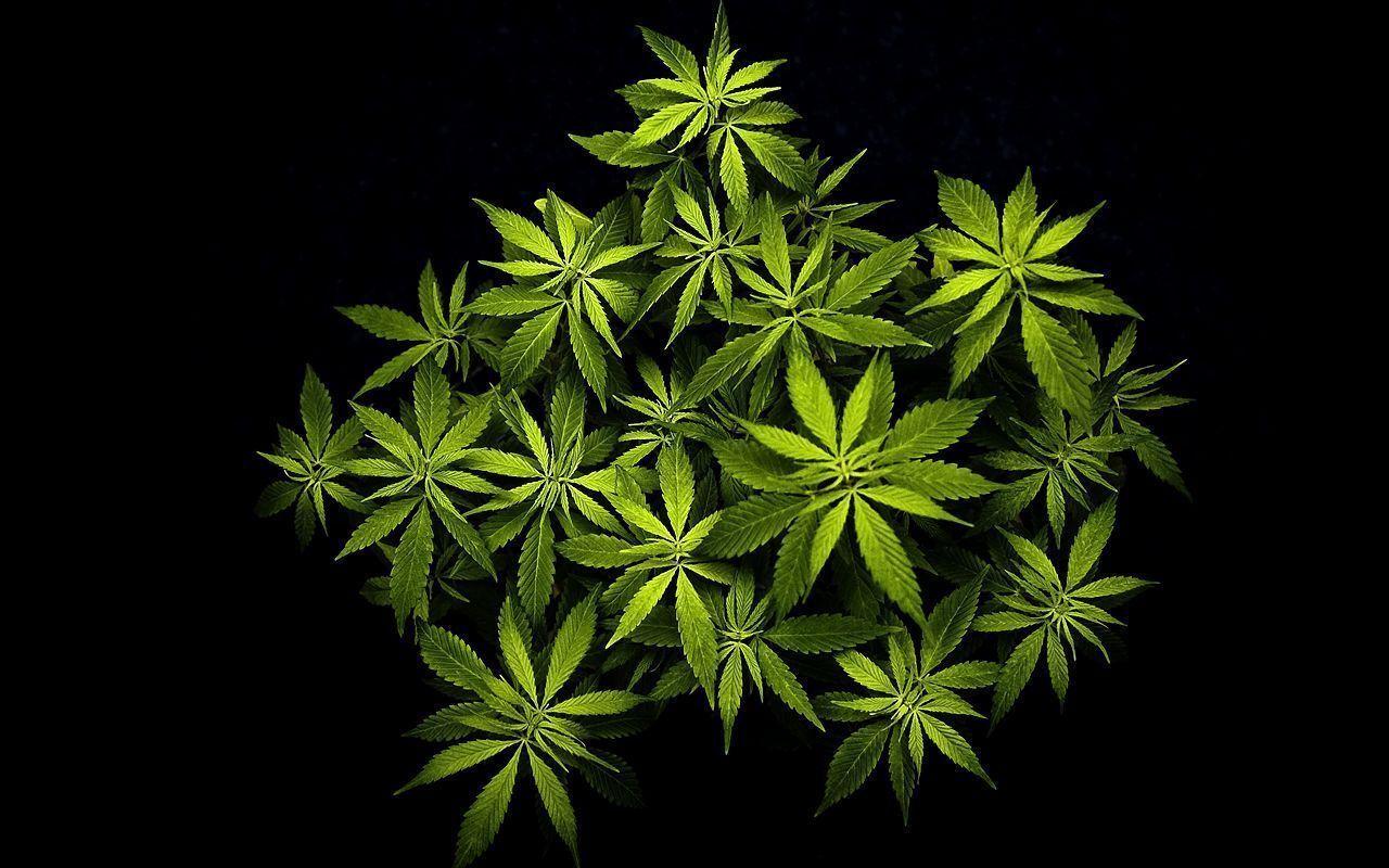Weed Plant Wallpaper