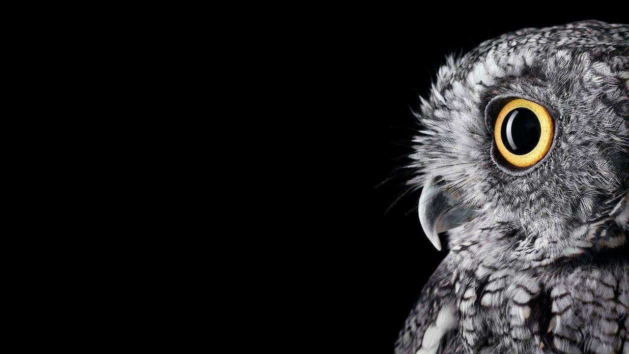 Wallpaper Owl, HD, 4K, Animals