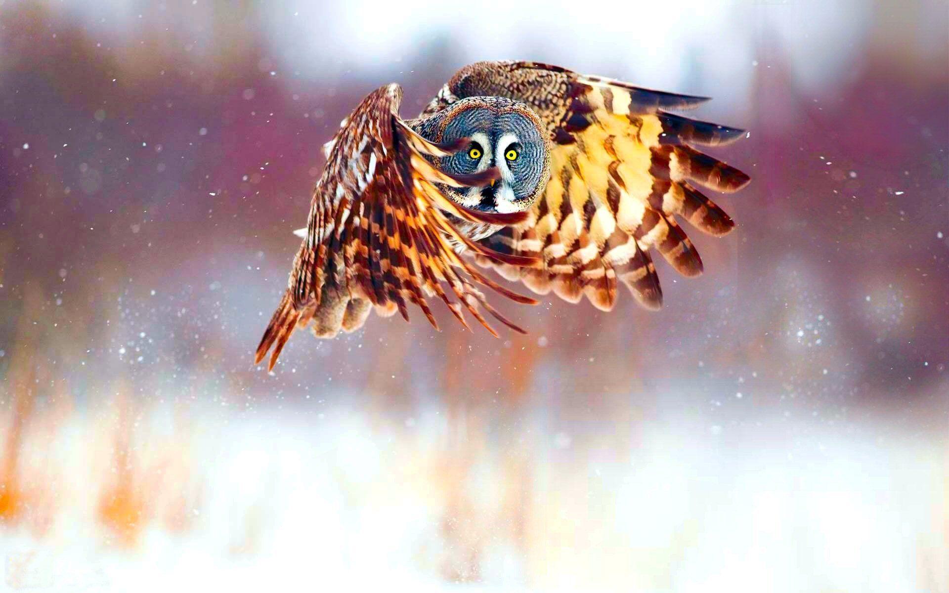 Owl HD Wallpaper and Background Image