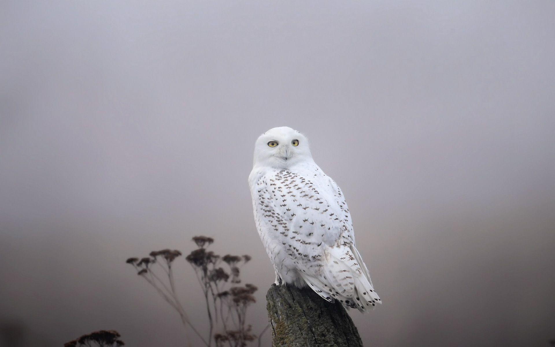 white owl wallpaper owl, Owl wallpaper, Owl background