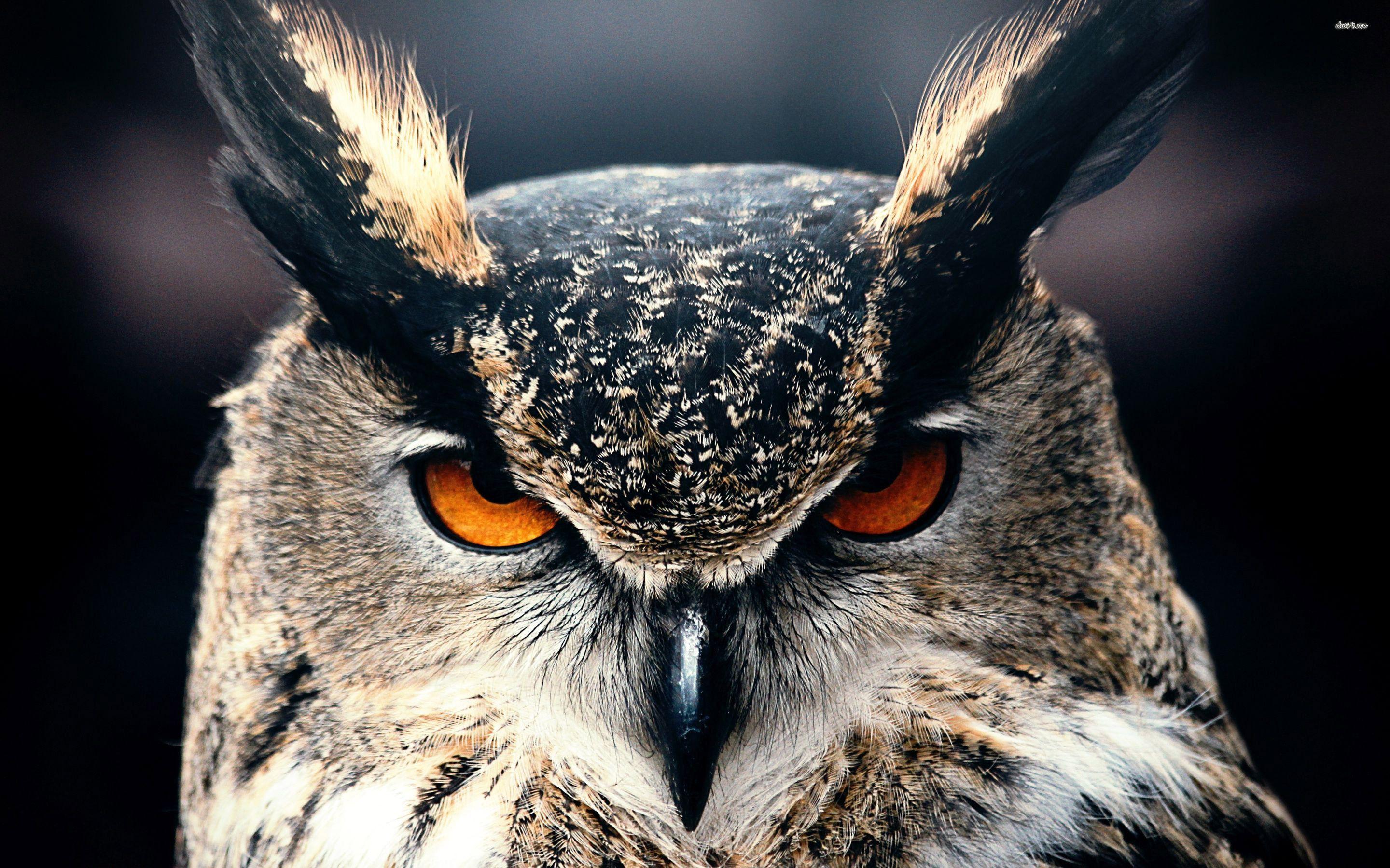 Eagle owl wallpaper wallpaper