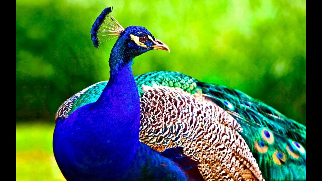 Beautiful Wallpaper Collection