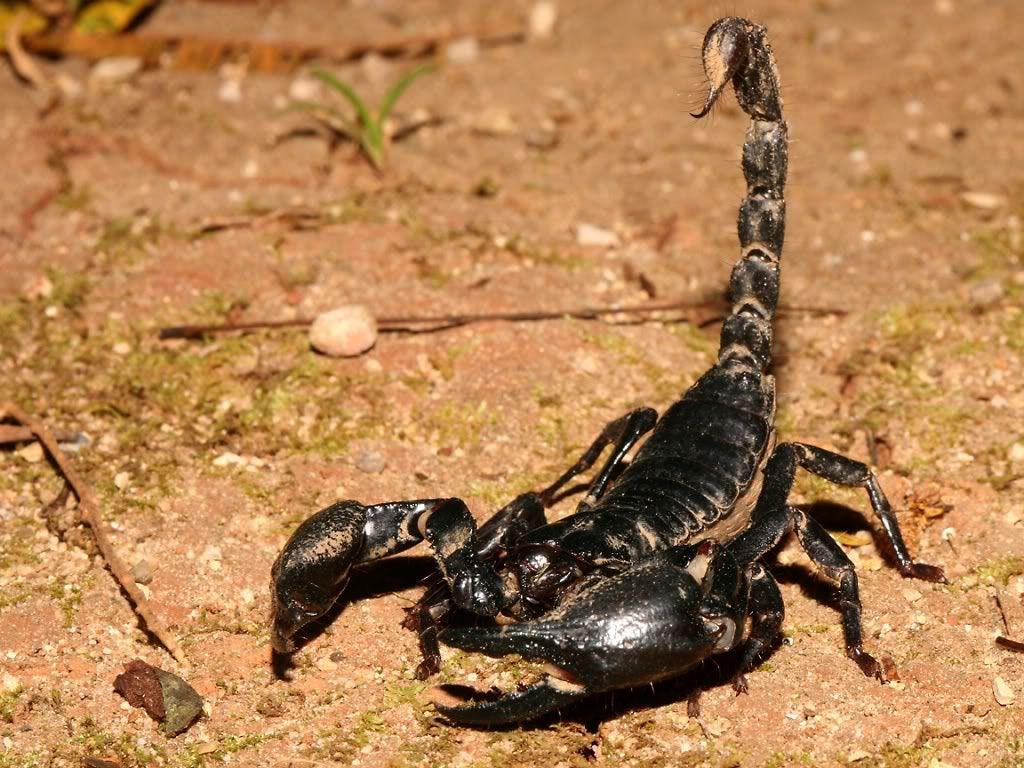 Scorpion Picture Scorpion Picture