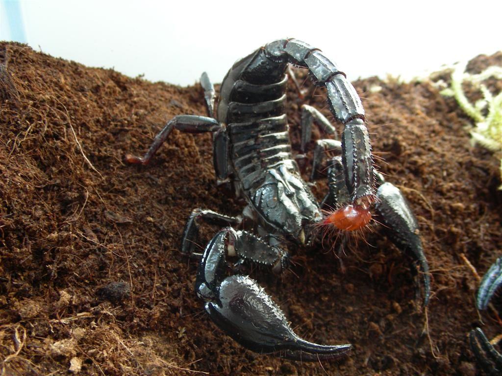Scorpion Picture Scorpion Picture