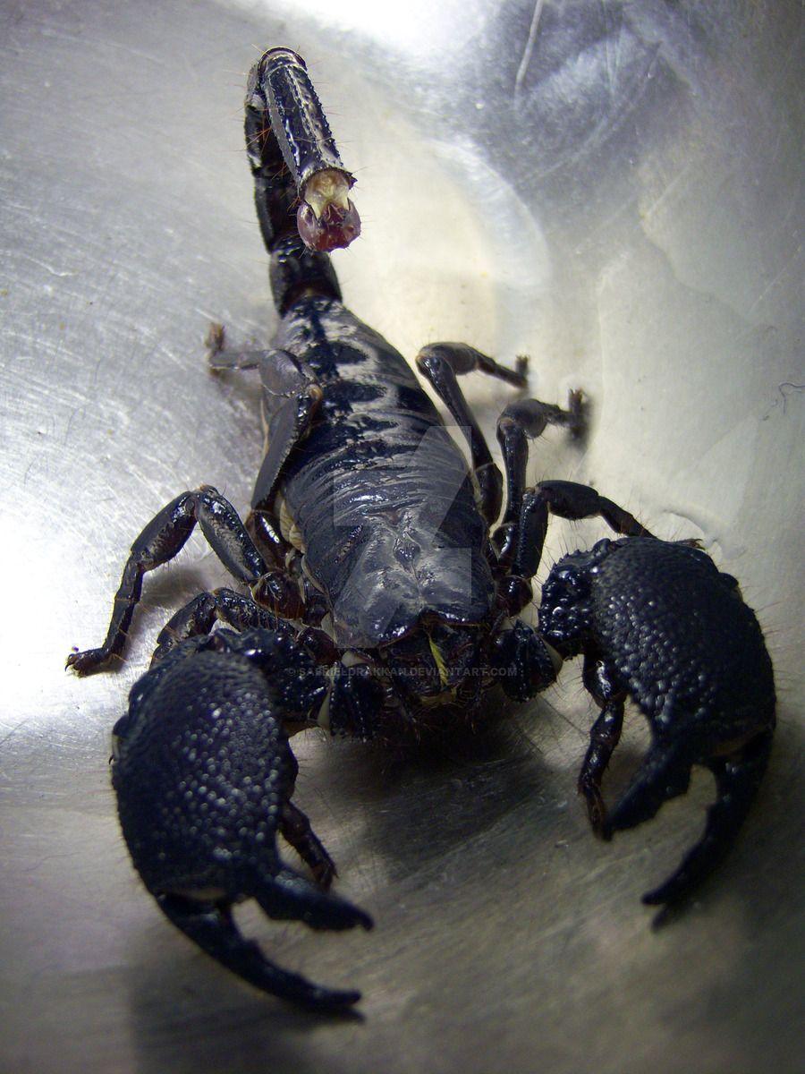 Black Emperor Scorpion 5