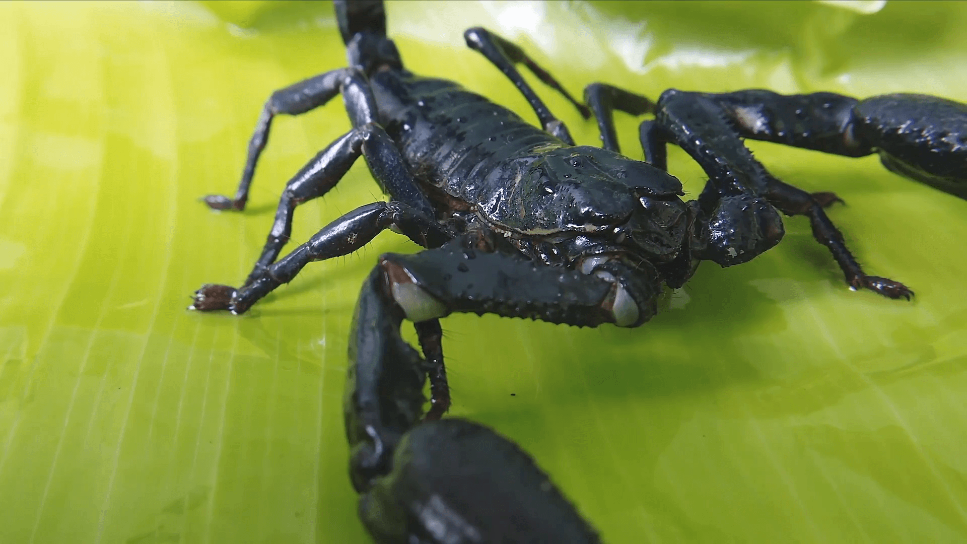 Creepy and scary black scorpion with deadly stinger and big claws