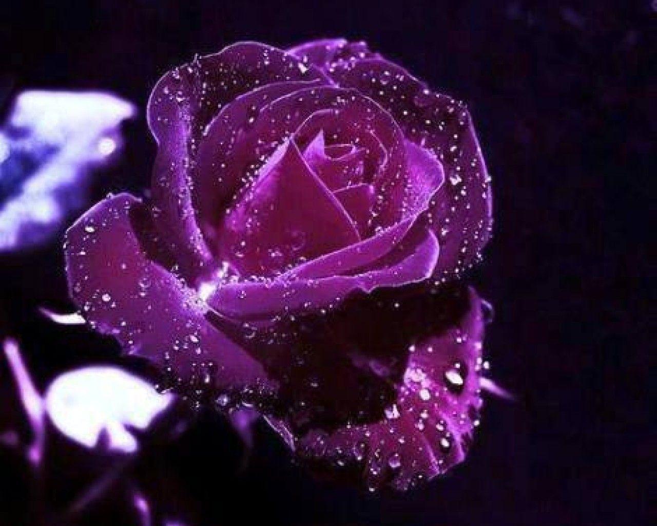 Flowers: Purple Rose Flower Beautiful Water Velvet Dewdrops