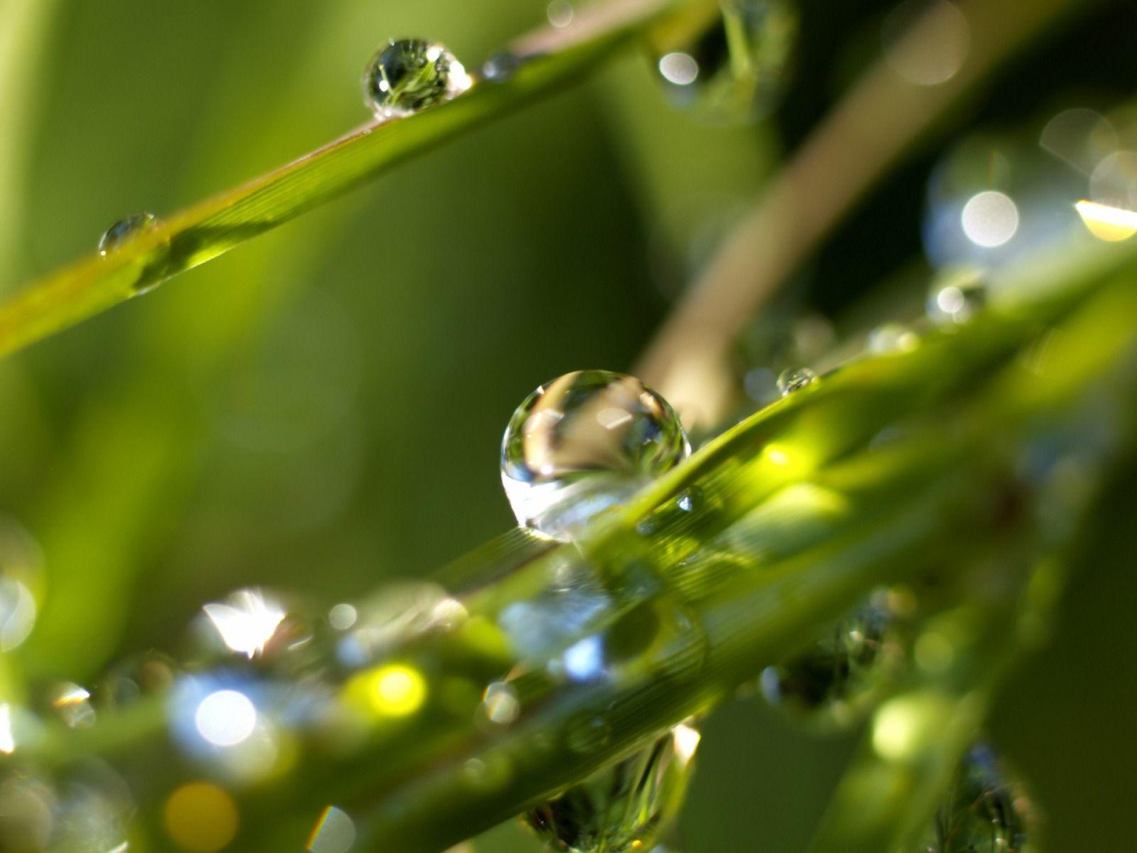Downloadfiles Wallpaper Rain Drops Wallpaper Plants Nature PIC