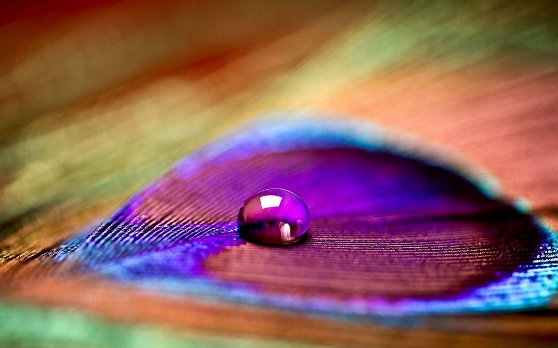 Wallpaper Peacock Feather Water Drops Close Up 1920x1200 HD Picture