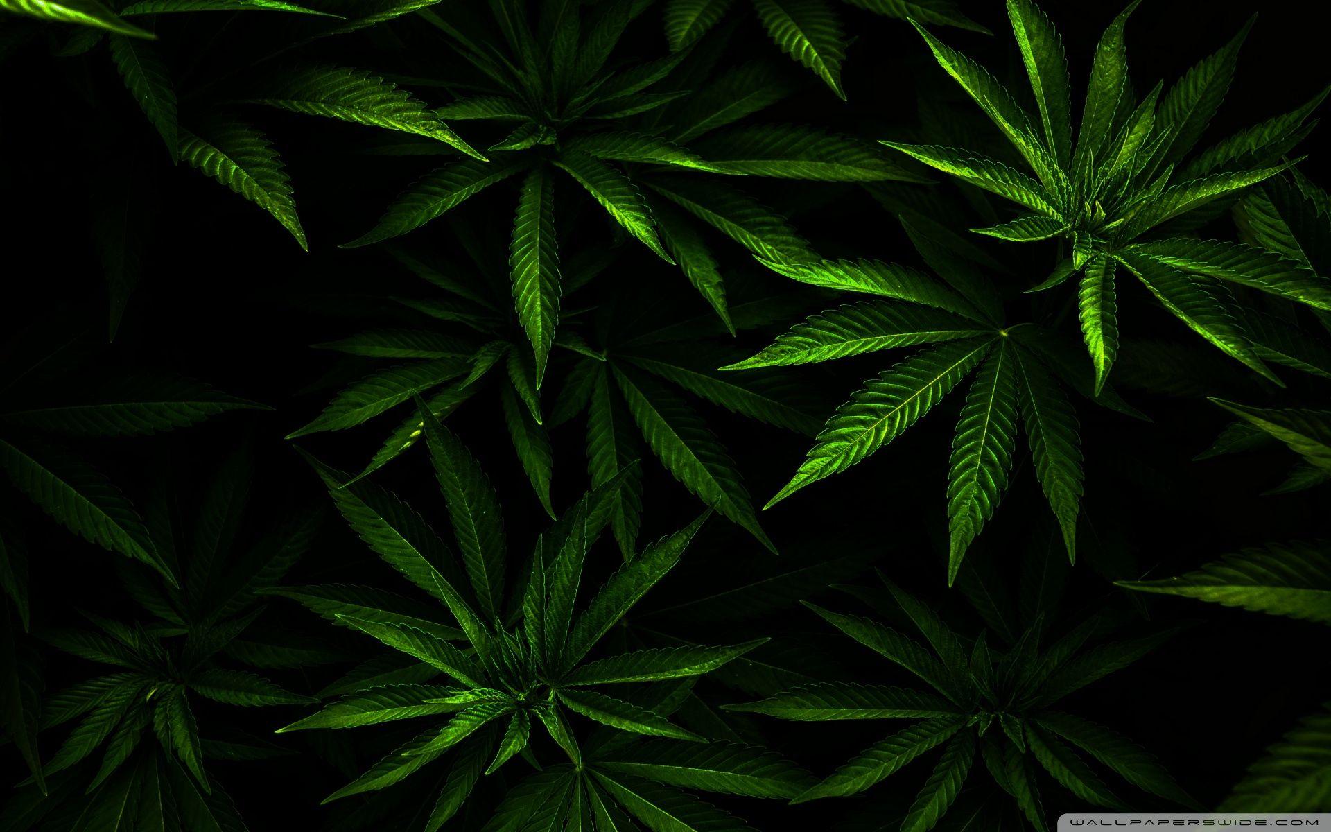 Group of Backgrpounds Wallpaper Weed