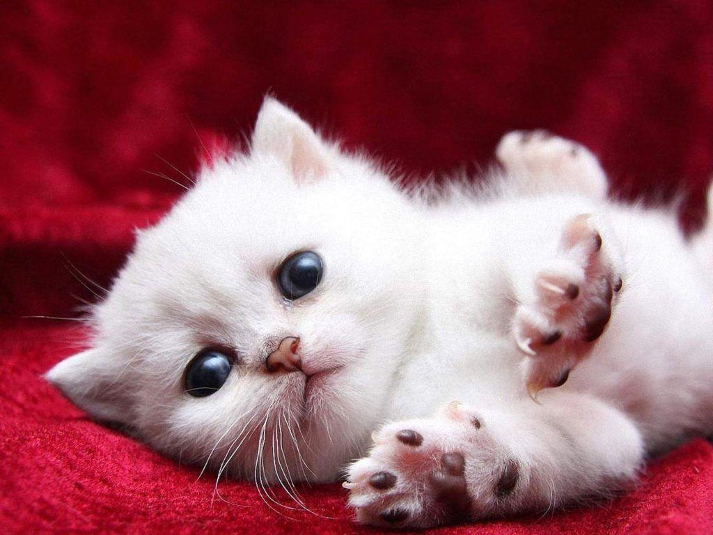 Little White Cat HD Cat Wallpaper Kittens Puffy Cats High