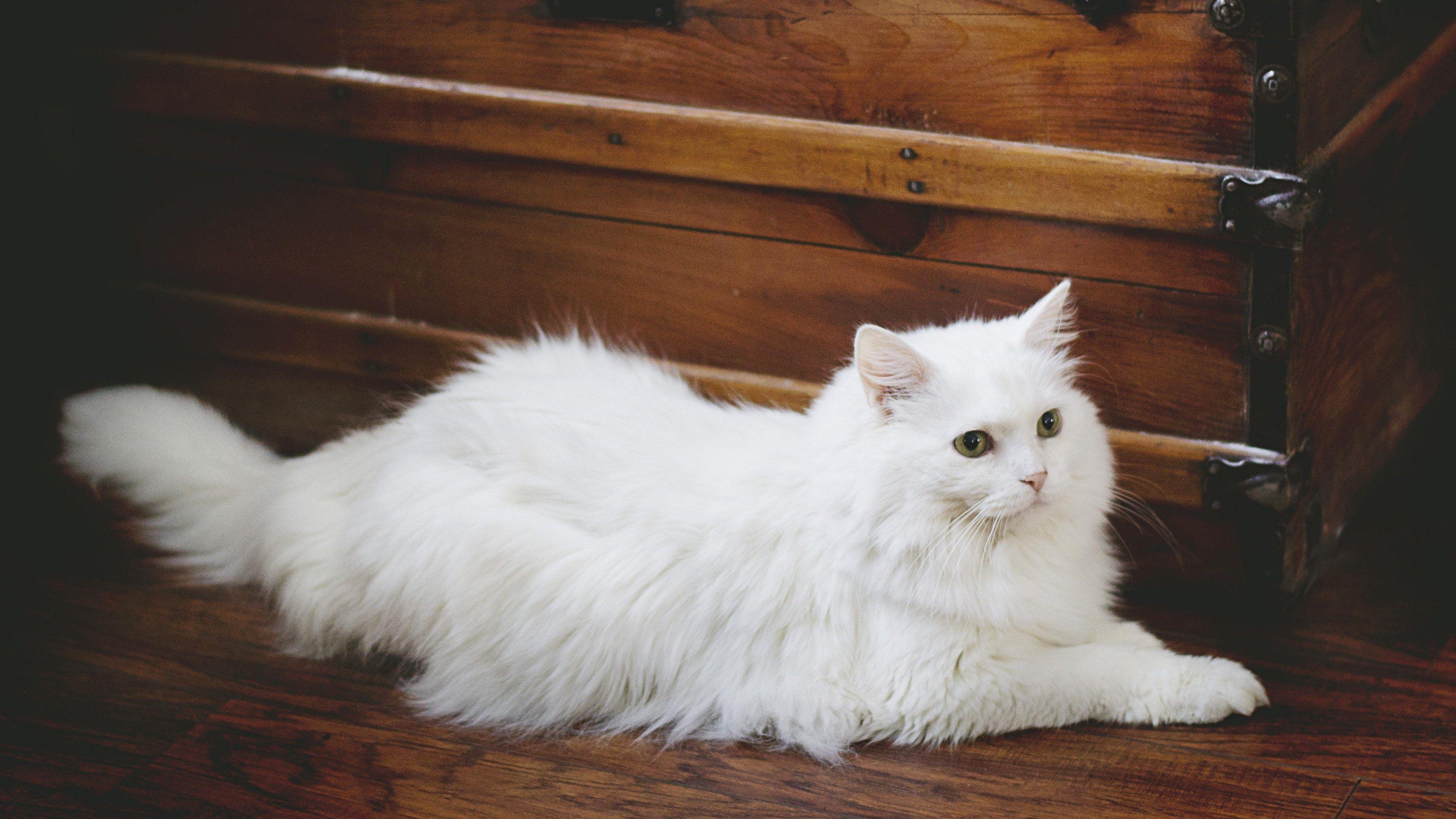 Elegant White Fluffy Cat Wallpaper, Android & Desktop