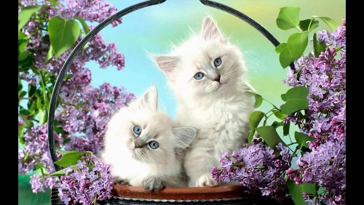 Cute White Kittens Wallpaper. Cats & Kittens. Cats & Kittens
