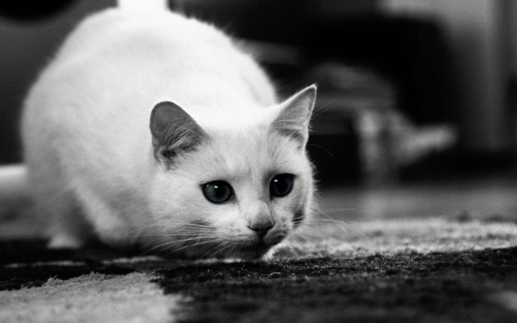 White Cat HD Wallpaper