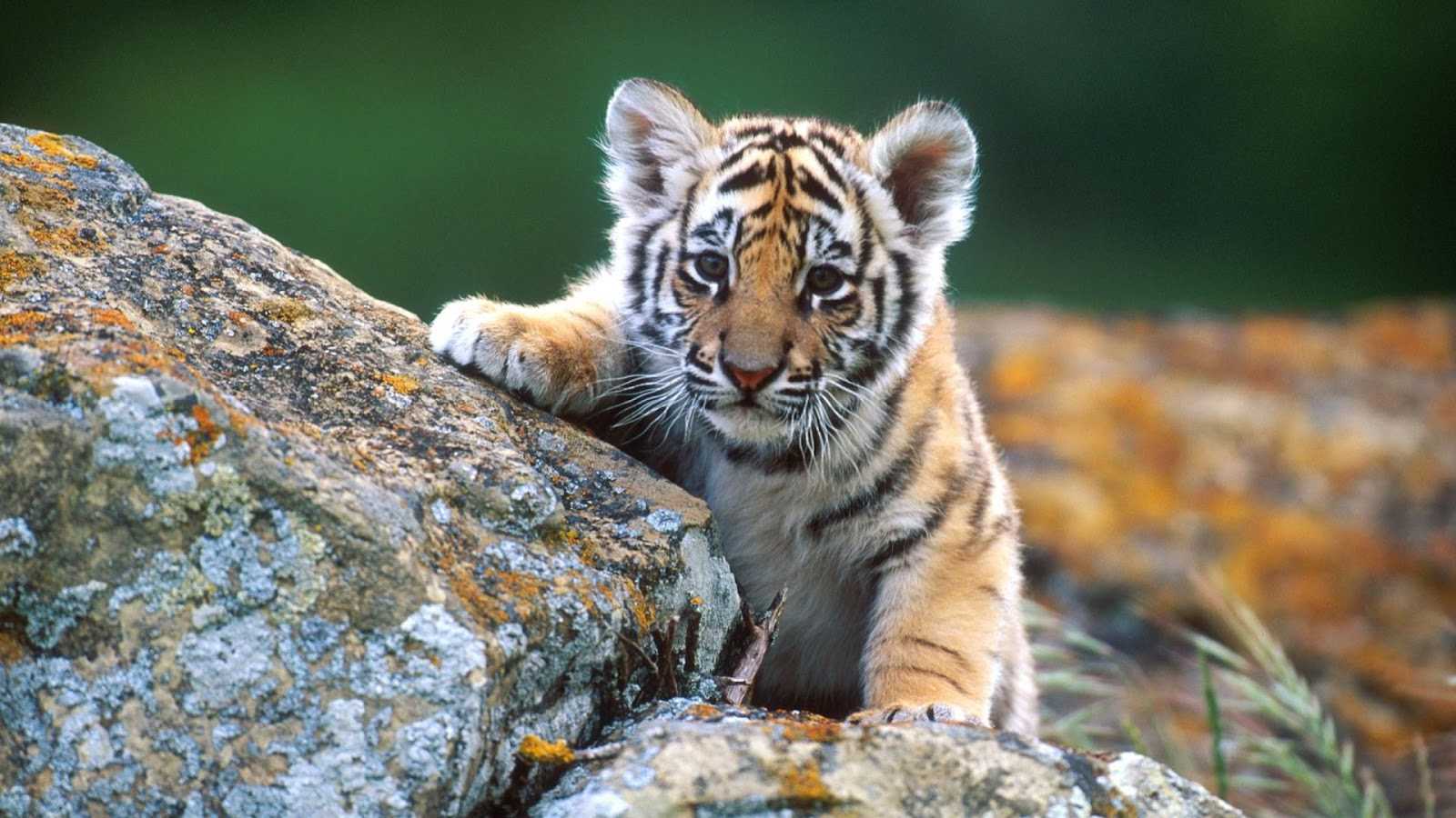 Baby Animals Wallpaper Full HD Computer Screen For Mobile Phones