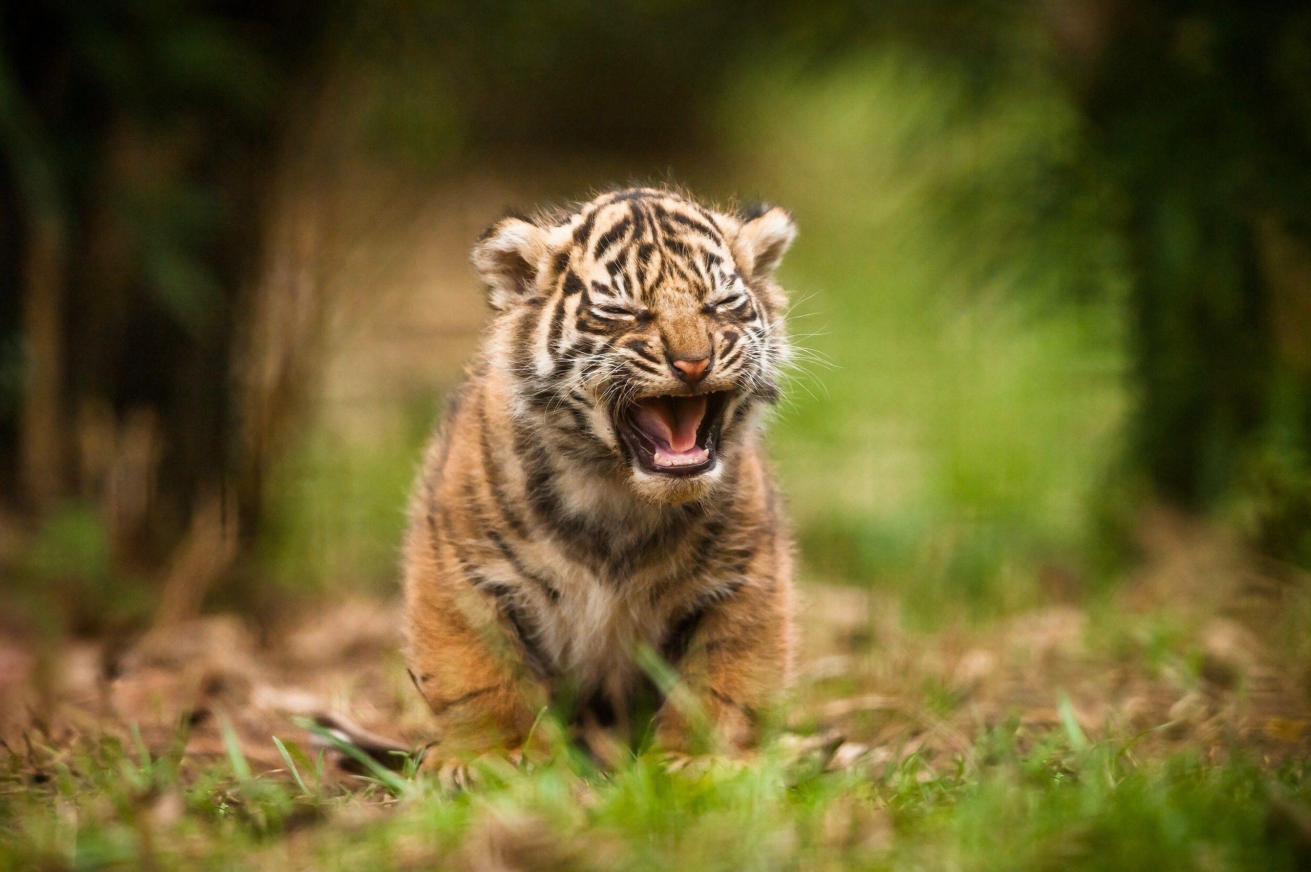 animals, Tiger, Baby Animals Wallpaper HD / Desktop and Mobile