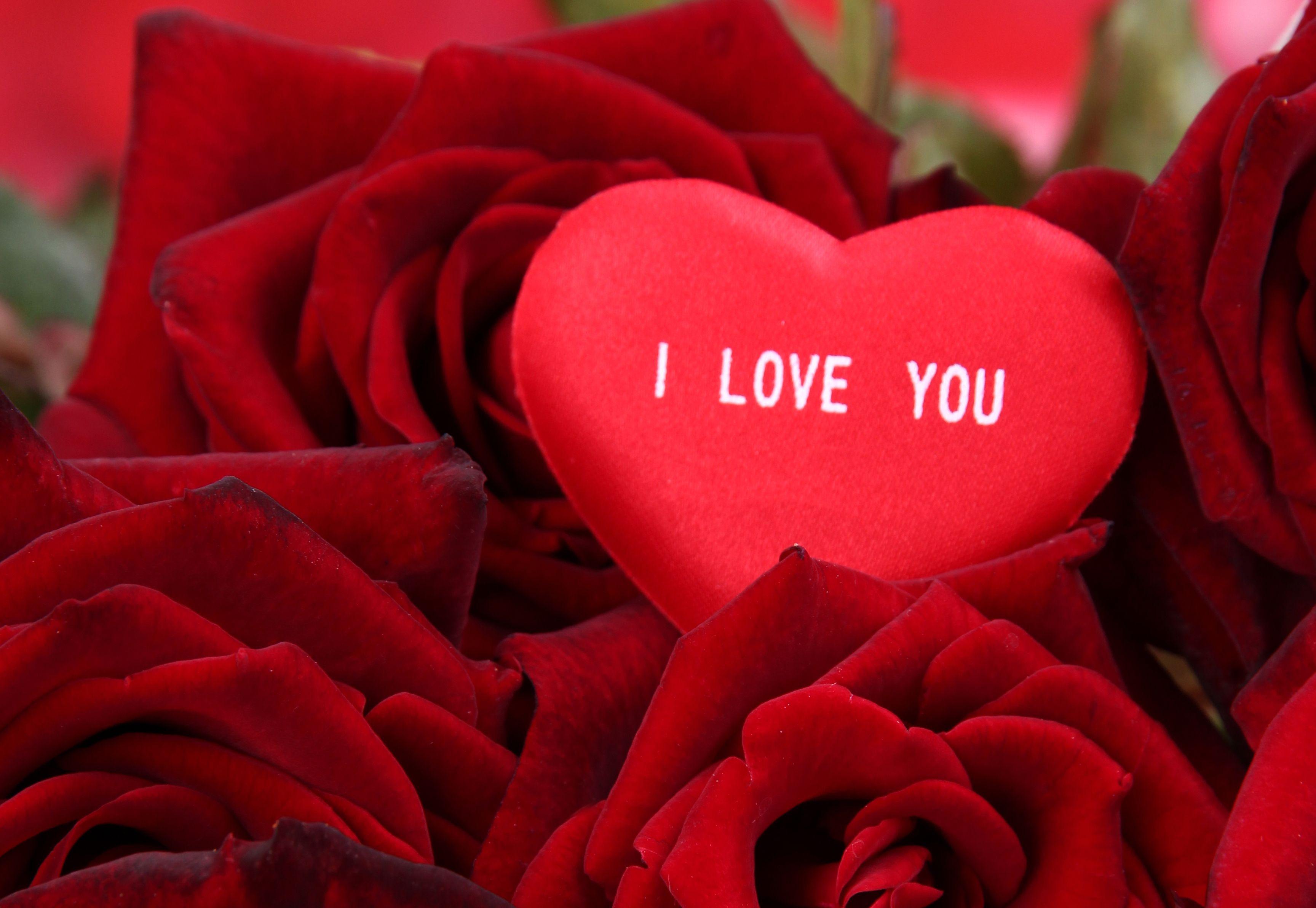 Valentine's Day Full HD Wallpaper and Background Imagex2384