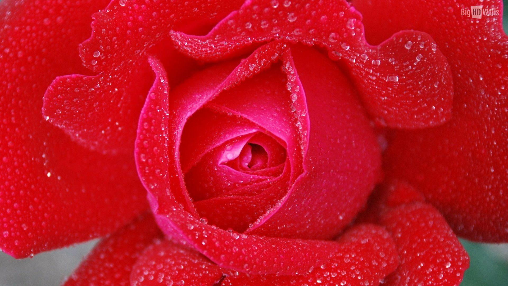 Beautiful HD Wallpaper of Roses