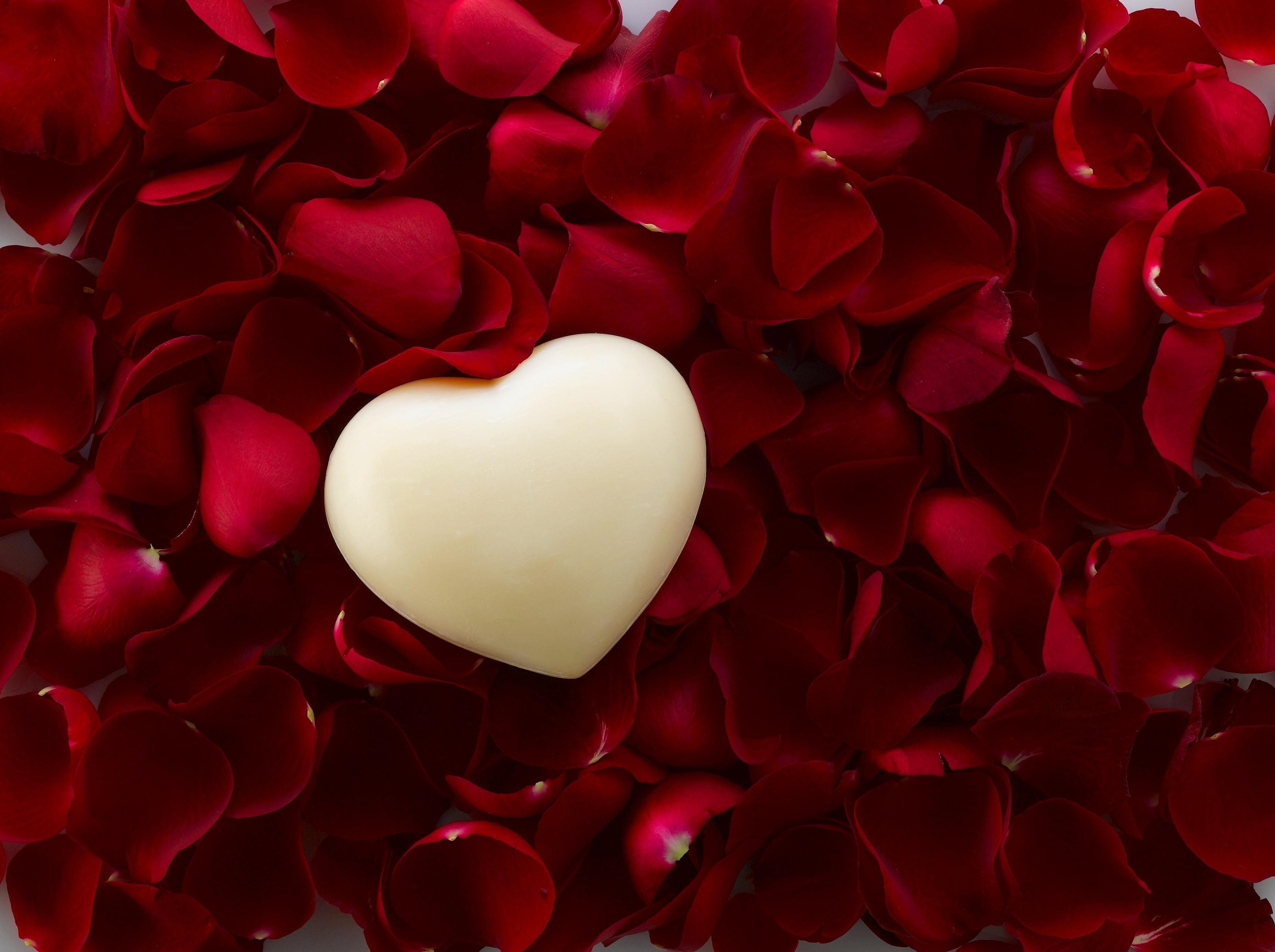 White Heart and Red Rose Petals Full HD Wallpaper and Background