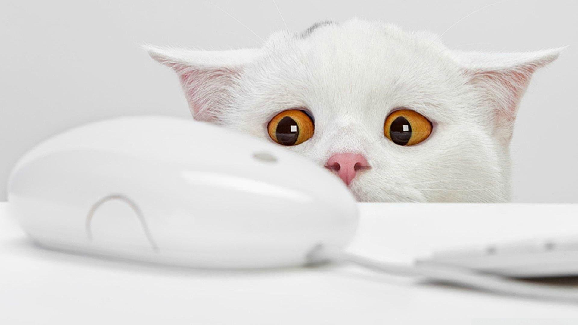 Cute Cat HD Wallpapers - Wallpaper Cave