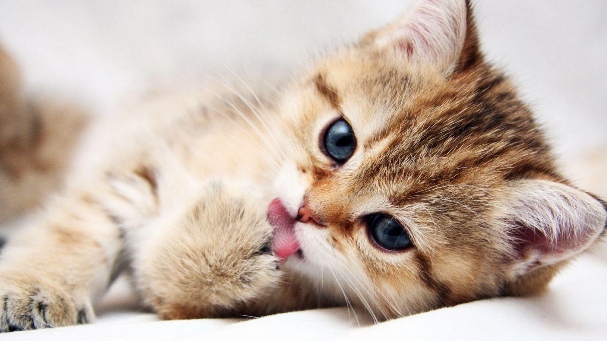 Animal Cute Cat HD Wallpaper: Desktop HD Wallpaper Free