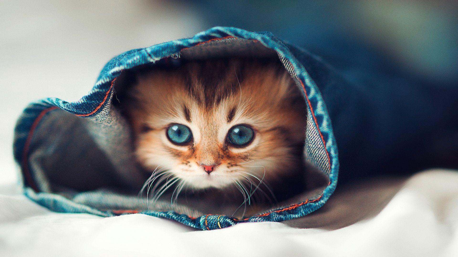 Download Cute Cats HD Wallpaper Full Pics Background Funny Cat