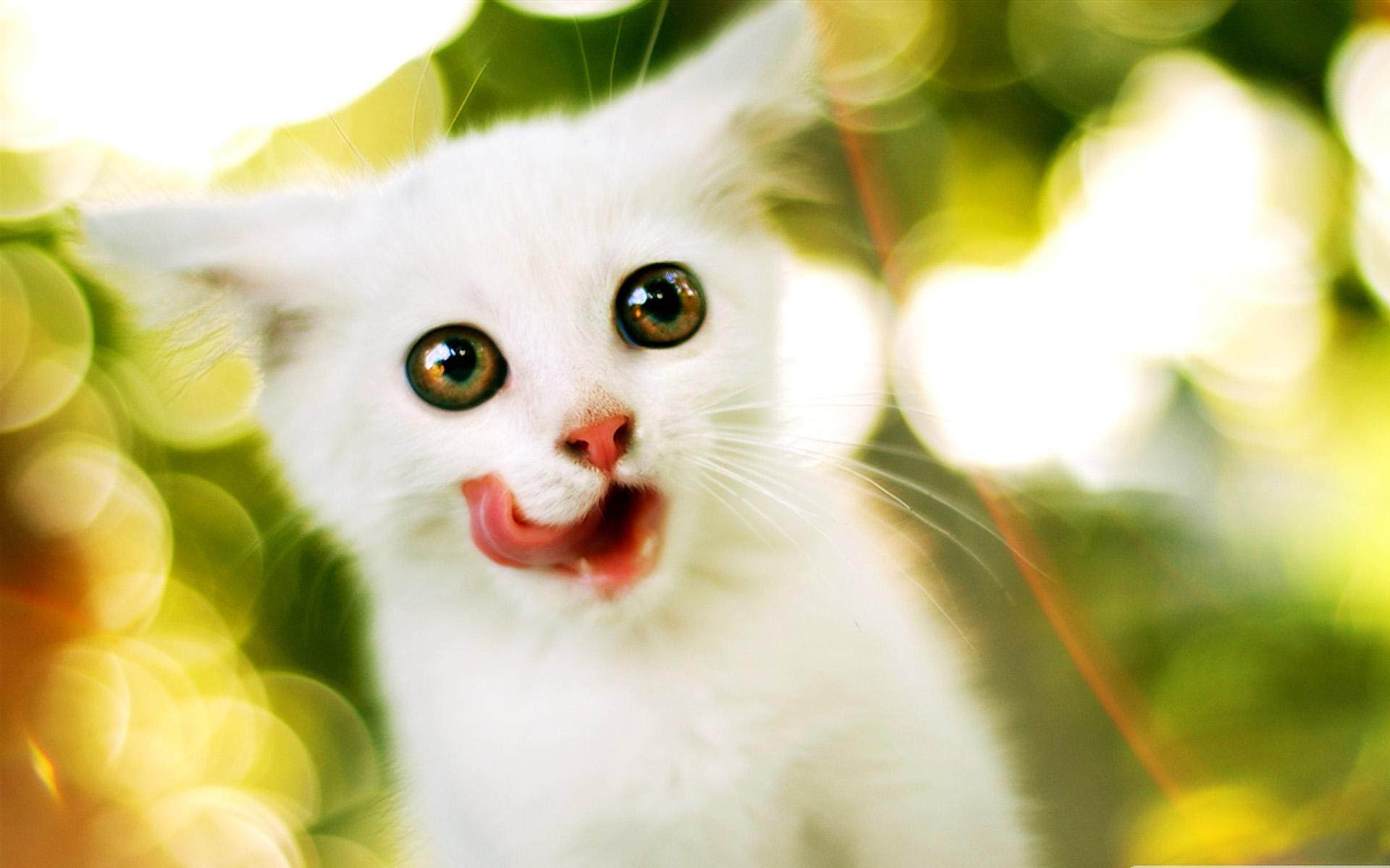 Cute Cat HD wallpaper. HD Latest Wallpaper