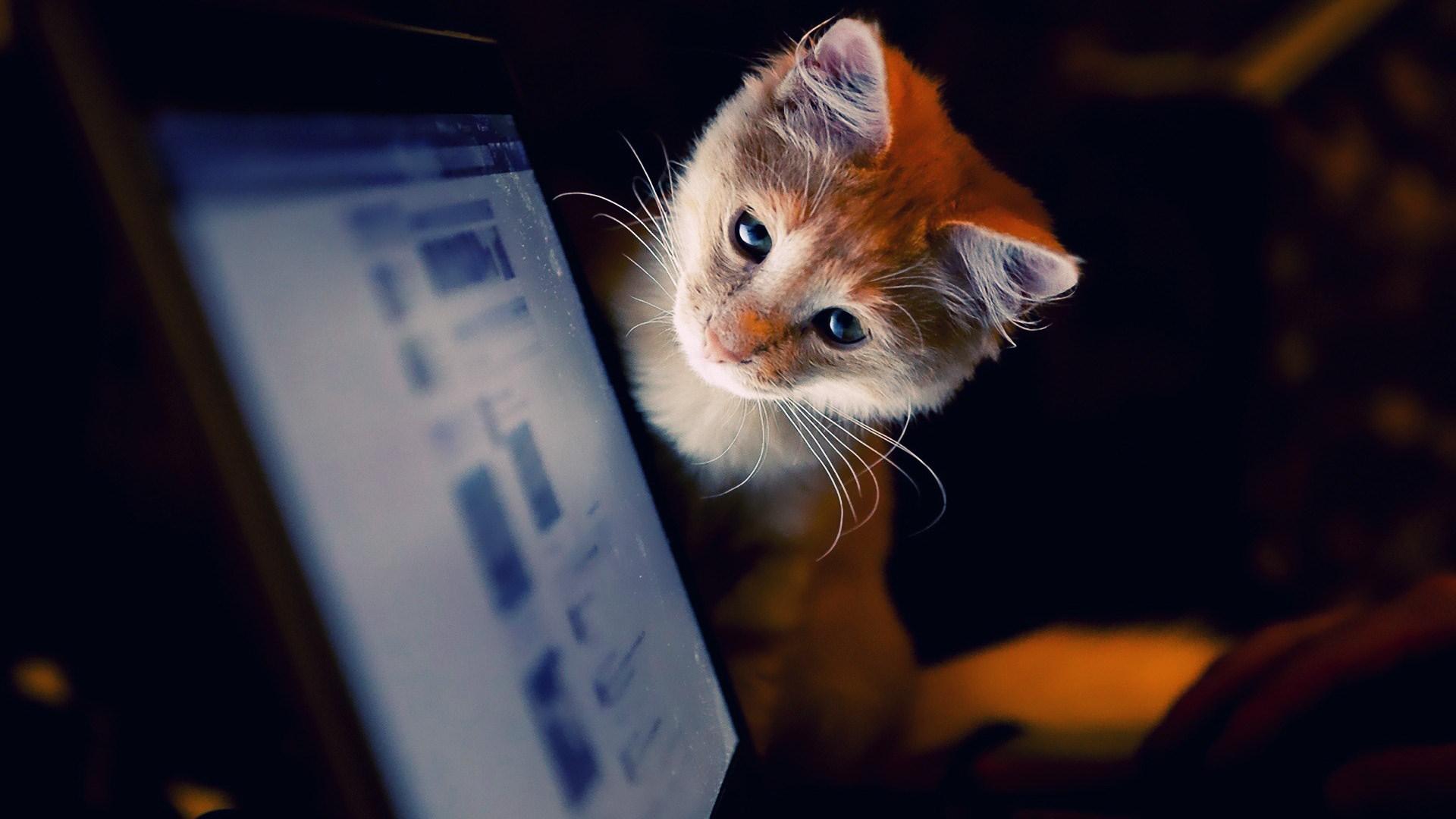 Wallpaper Cute Cats And Computers HD Widescreen X Litle With Of