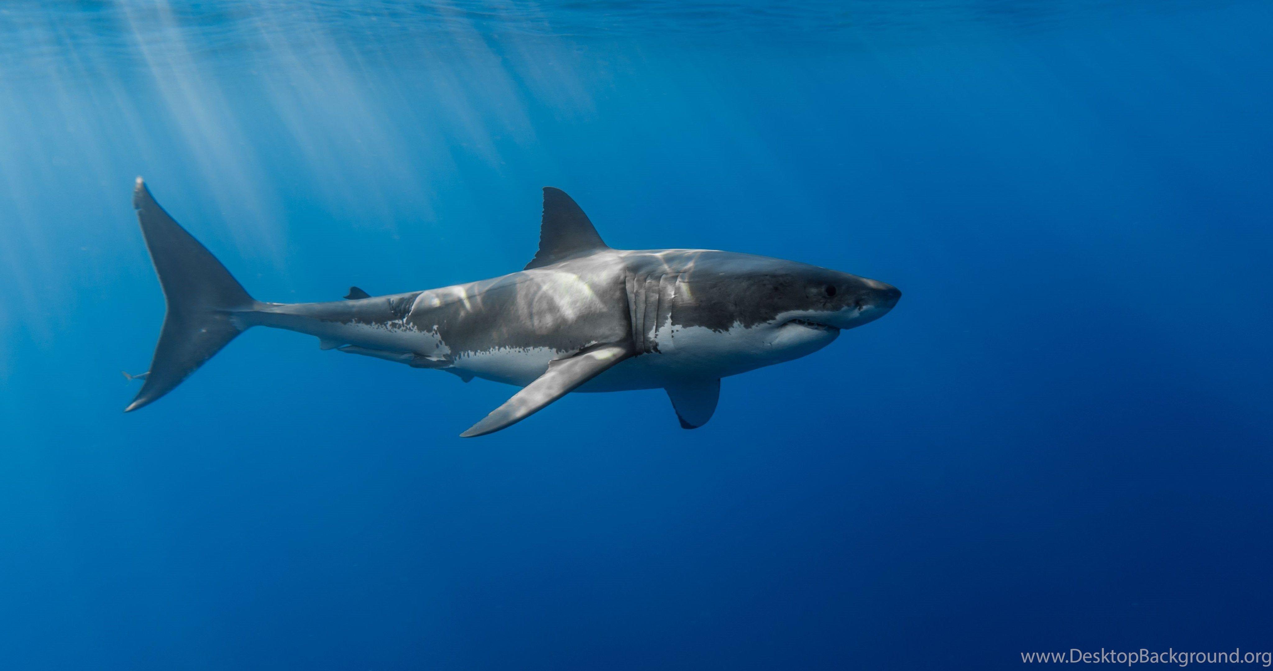Great White Shark, Wallpaper Desktop Background